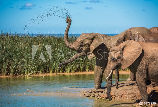 Picture of Elephants herd at water hole South Africa